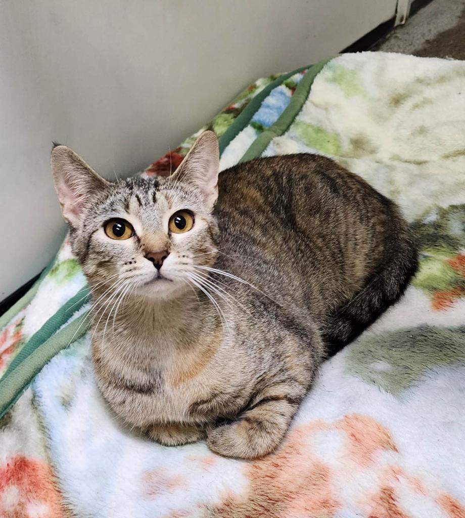 Nala